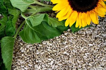 Futterbauer Sonnenblumenkerne geschält 10kg