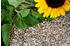 Futterbauer Sonnenblumenkerne geschält