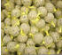 100x90g: Klasebo Meisenknödel Premium mit Insekten mit Netz