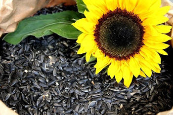 Futterbauer Sonnenblumenkerne schwarz 2022 20kg