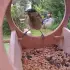Die Maus Vogelhaus mit Kamera