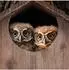 Relaxdays Eulen-Nistkasten, Vogelhaus, wetterfest, aufklappbar
