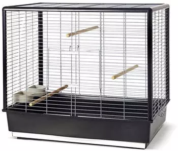 Nobby Vogelheim Noah 60