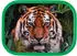 Rosti Mepal Bento Box Kinder mit Fächern & Gabel 750 ml Wild Tiger