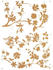 Komar Frasca (50x70cm)