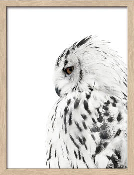 Pro-Art Snow Owl 33x43cm