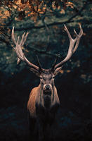 B&ouml;nninghoff Leinwandbild Hirsch 1 Stk. tlg. BxH: 118x78 cm