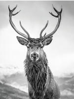 B&ouml;nninghoff Leinwandbild "Wandbild HIRSCH 46x61 cm &ndash; Leinwandbild Keilrahmen Deko