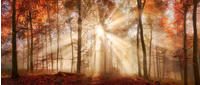 B&ouml;nninghoff Leinwandbild "Herbst" Wald 1 Stk. tlg. BxH: 140x60 cm