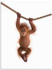 Artland Wandbild »Baby Orang Utan hängt an Seil II«, Wildtiere, (1 St.), als