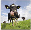 Artland Wandbild »Holstein-Kuh mit gewaltiger Zunge«, Haustiere, (1 St.), als