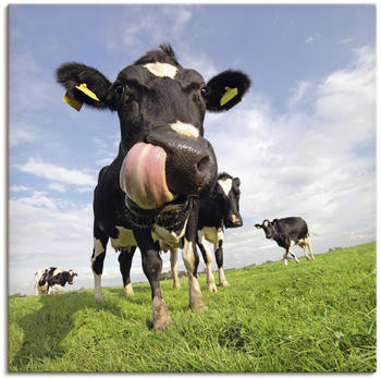 Art-Land Holstein-Kuh mit gewaltiger Zunge 30x30cm