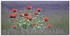 Art-Land Lavendelfarm in Sequim Mohnblumen 100x50cm
