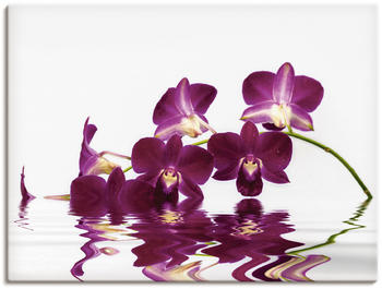 Art-Land Phalaenopsis Orchidee vor freistehendem Hintergrund und großartiger Reflexion 60x45cm