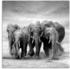 Art-Land Elefanten im See Nationalpark von Kenia, Afrika 50x50cm