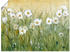 Art-Land Gänseblümchenfrühling II 60x45cm