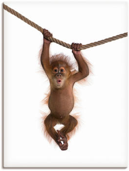 Art-Land Baby Sumatra Orang Utan hängt an einem Seil 30x40cm