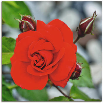 Art-Land Rote Rosenblüte mit Knospen 50x50cm