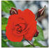 Art-Land Rote Rosenblüte mit Knospen 50x50cm