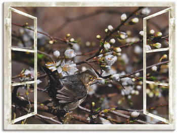 Art-Land Fensterblick Kirschblüten mit Amsel 80x60cm