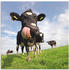 Art-Land Holstein-Kuh mit gewaltiger Zunge 50x50cm