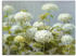 Art-Land Weißer Hortensien Garten 80x60cm