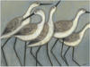 Artland Alu-Dibond-Druck »Küstenvögel II«, Vögel, (1 St.), für Innen- und
