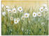 Art-Land Gänseblümchenfrühling II 80x60cm