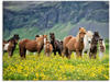 Artland Wandbild »Isländische Pferde VII«, Haustiere, (1 St.), als...
