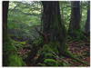 Artland Leinwandbild »Alte Bäume am Kraterrand«, Wald, (1 St.), auf...