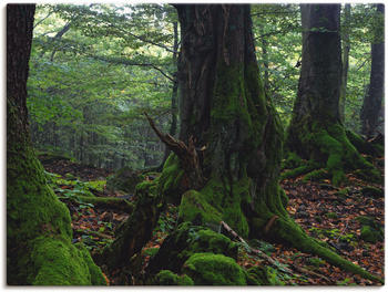 Art-Land Alte Bäume am Kraterrand 120x90cm