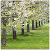 Artland Leinwandbild »Blütenmeer«, Bäume, (1 St.), auf Keilrahmen gespannt