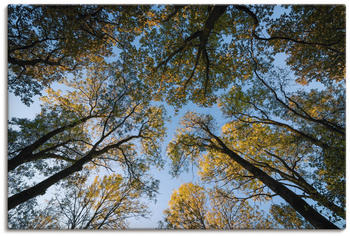 Art-Land Herbst im Wald 80x120cm