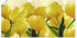 Art-Land Tulpenfeld gelb 100x50cm
