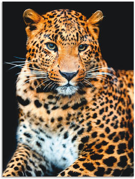 Art-Land Wütender wilder Leopard auf schwarzem Hintergrund Alu-Dibond 60x80cm