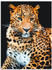 Art-Land Wütender wilder Leopard auf schwarzem Hintergrund Alu-Dibond 60x80cm