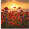 Artland Wandbild »Mohnblumen im Abendlicht«, Blumen, (1 St.), als Alubild,