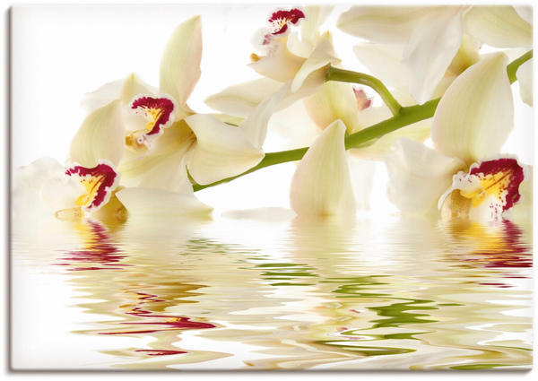 Art-Land Weiße Orchidee mit Wasserreflektion 100x70cm