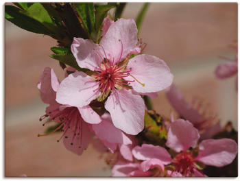 Art-Land Rosafarbene Pfirsichblüten 80x60cm