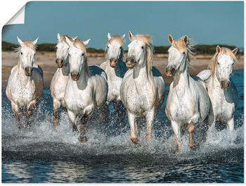Art-Land Weiße Camargue Pferde galoppieren am Strand entlang, Frankreich 80x60cm