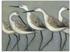 Art-Land Küstenvögel I 60x45cm