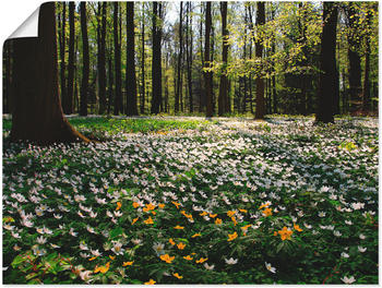 Art-Land Frühlingswald bedeckt mit Windröschen 80x60cm