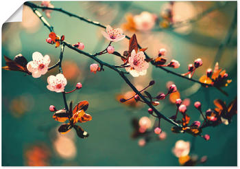 Art-Land Schöne blühende japanische Kirsch Sakura Blumen mit einem Frühlings Hintergrund 100x70cm