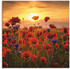 Art-Land Mohnblumen im Abendlicht 70x70cm