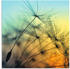 Art-Land Goldener Sonnenuntergang und Pusteblumen, meditativer Zen-Hintergrund 40x40cm