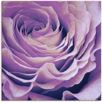 Art-Land Lila Rose 40x40cm