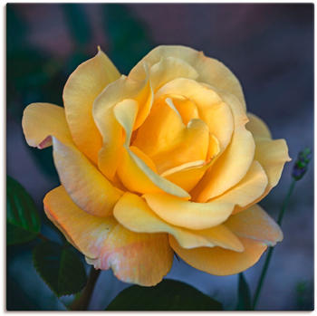 Art-Land Gelbe Rose 30x30cm