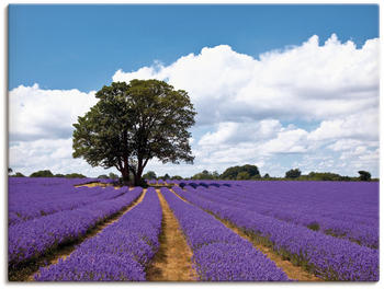 Art-Land Schönes Lavendelfeld im Sommer 80x60cm