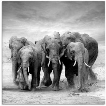 Art-Land Elefanten im See Nationalpark von Kenia, Afrika 70x70cm