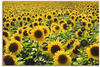 Art-Land Sonnenblumenfeld 90x60cm